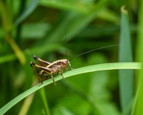 A grasshopper is sitting on top of a blade of grass