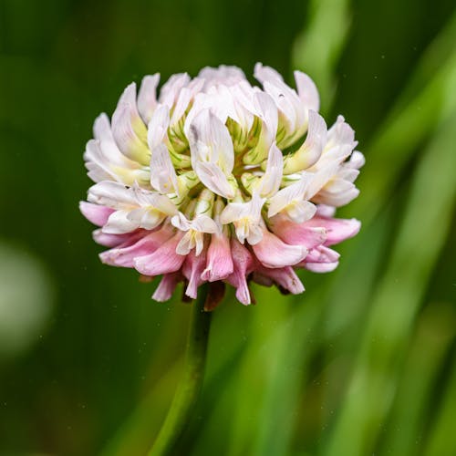 A pink and white clover flower in the grass