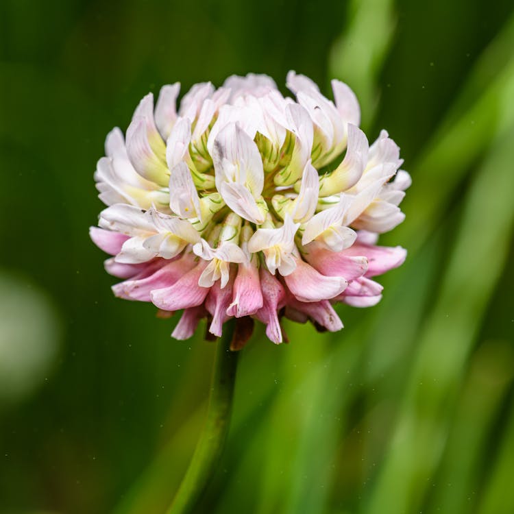 A pink and white clover flower in the grass