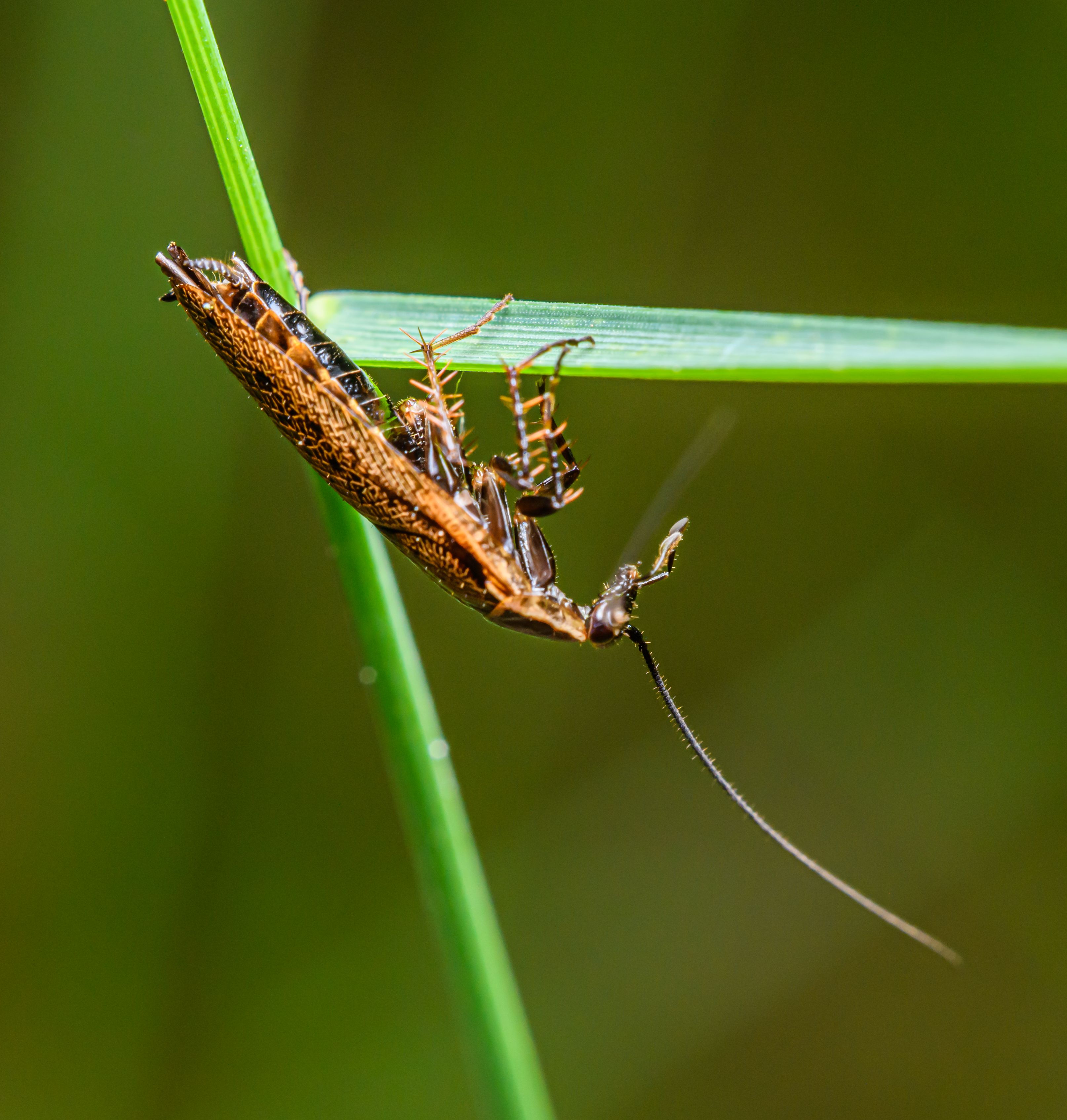 Indoor Cockroach Control Services in Harrington, DE