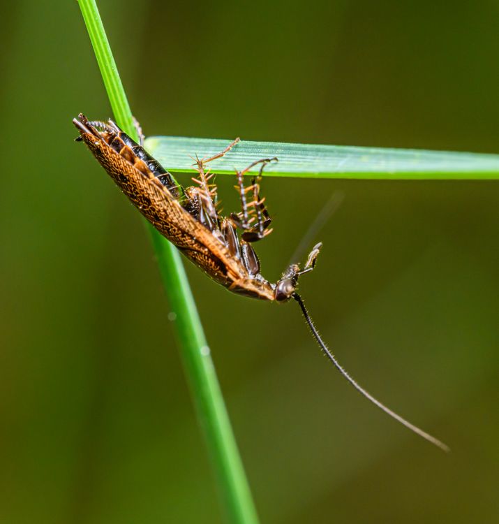 Close-up of an Insect on a Grass Blade · Free Stock Photo