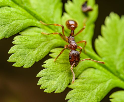 A small ant is on a leaf with green leaves