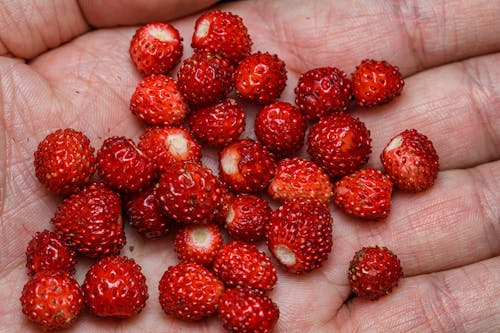 A hand holding a handful of small red berries