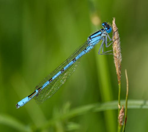 A blue dragonfly sitting on a stalk of grass