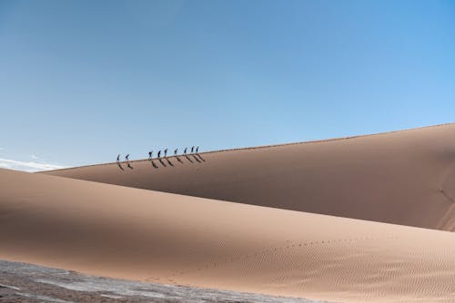 Kostenloses Stock Foto zu düne, gehen, gruppe