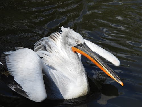 Immagine gratuita di acqua, becco, fauna selvatica