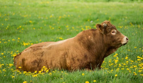 乾草地, 休息, 公牛 的 免费素材图片
