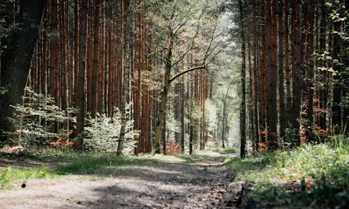 ağaçlar, ahşap, doğa içeren Ücretsiz stok fotoğraf