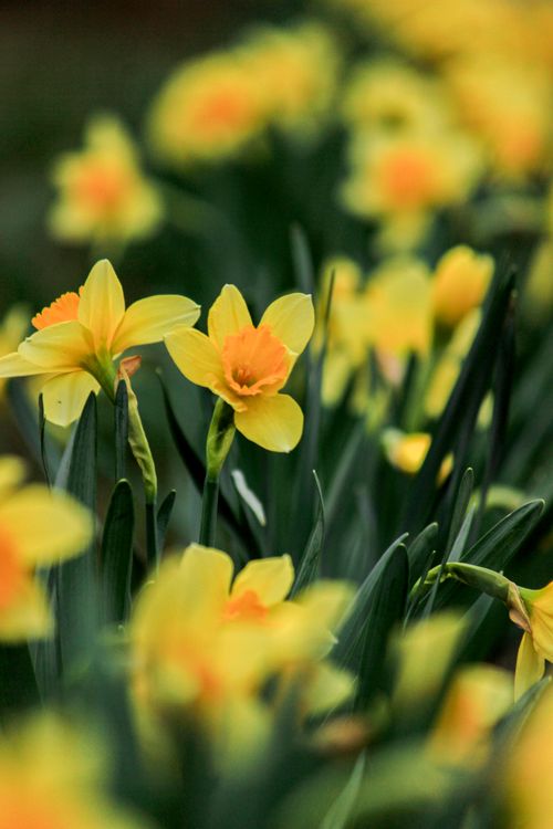 Free Beautiful yellow daffodils blooming in spring garden, showcasing fresh growth and vivid colors. Stock Photo