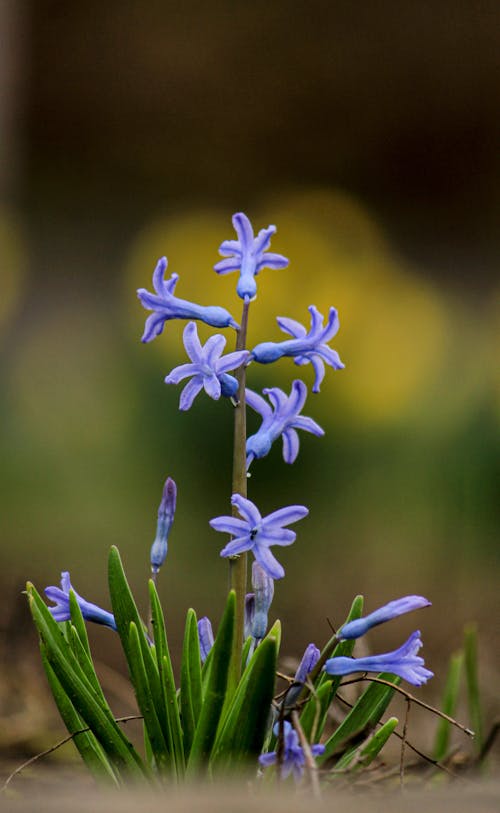 A small blue flower is growing in the ground