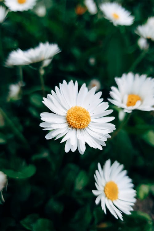 A close up of white daisies in a garden