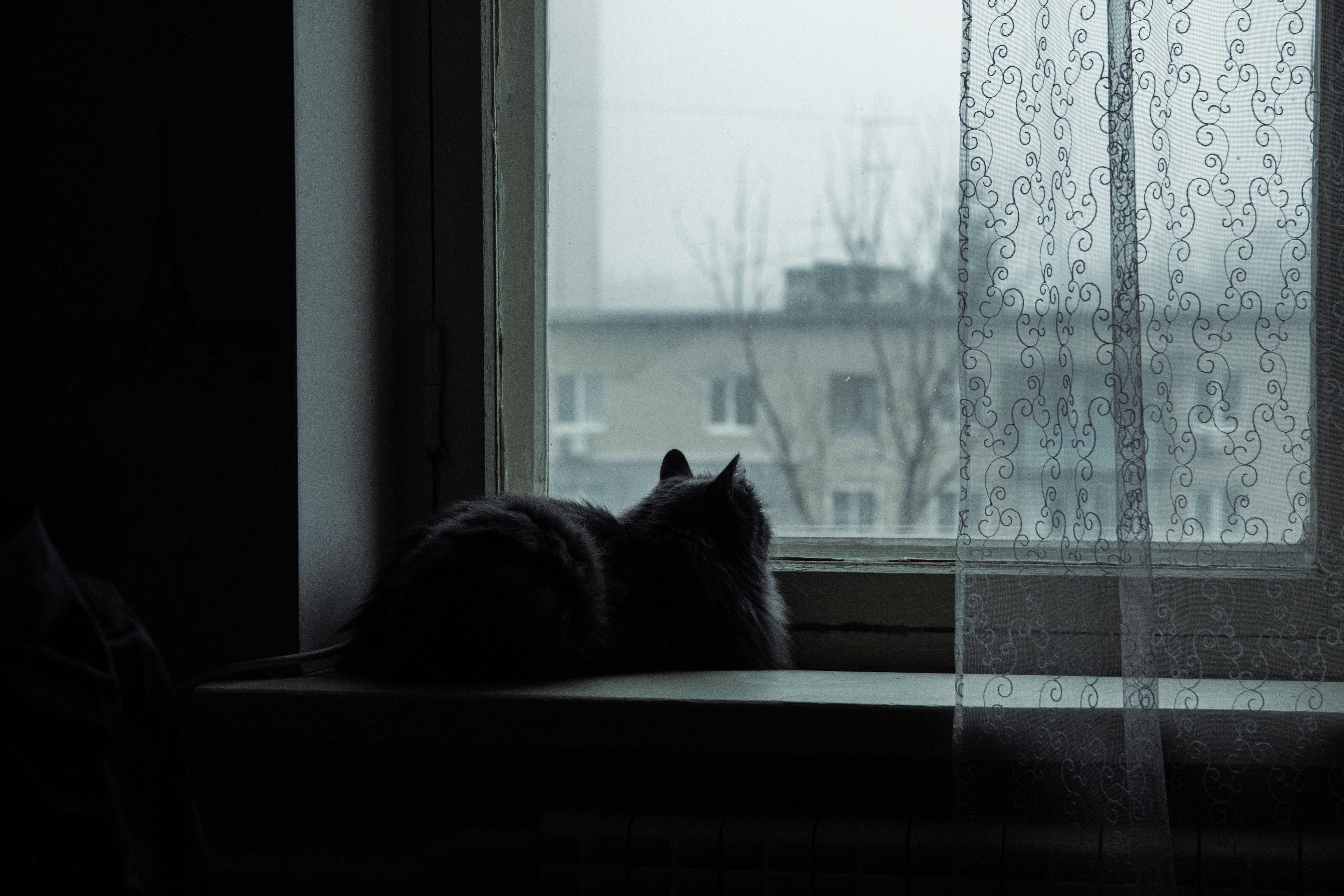 留守番中に窓の外を見つめる猫
