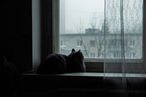 Free A cat sitting on a window sill looking out the window Stock Photo