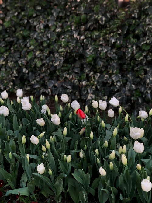 Red Tulip among White Tulips on Meadow