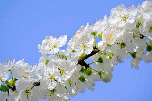 Foto d'estoc gratuïta de Apple, arbre, blanc