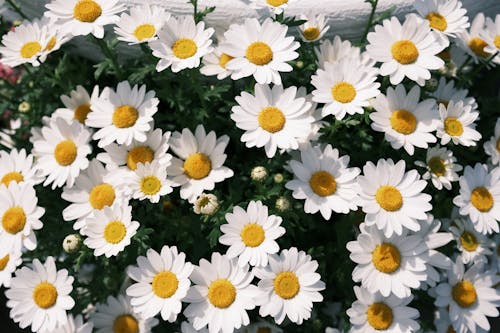 beyaz ay papatyası, bitki, Çiçekler içeren Ücretsiz stok fotoğraf