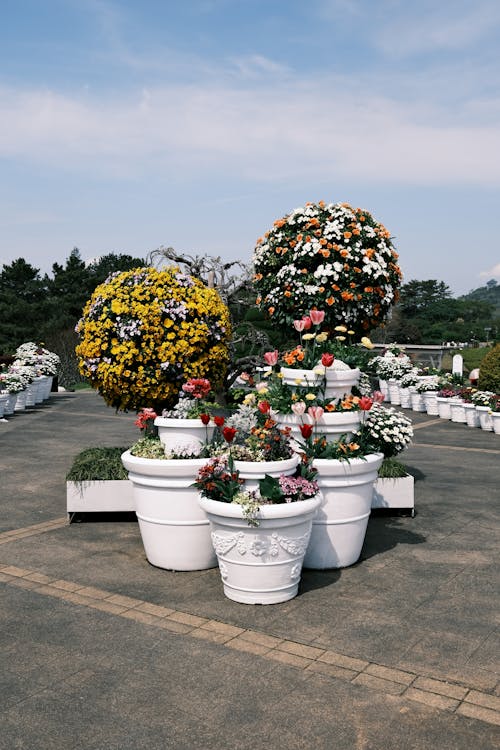 Fotos de stock gratuitas de flores, jardín, parque