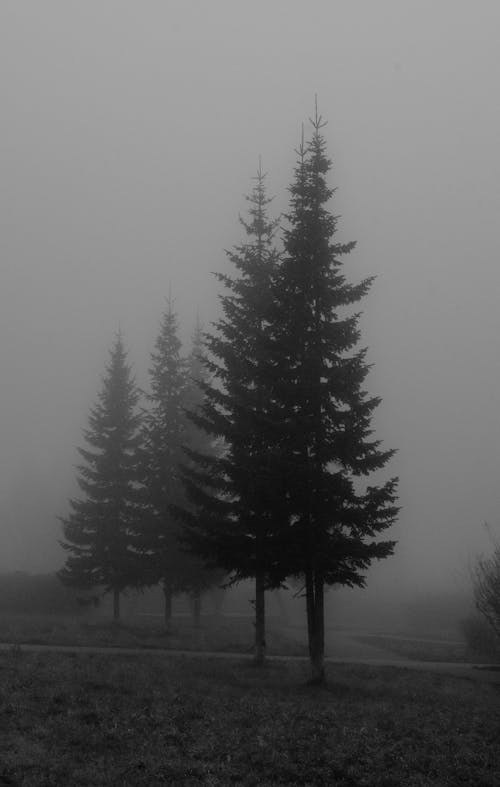 Fotobanka s bezplatnými fotkami na tému chladný, čierny a biely, dedinský