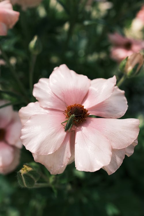 Kostenloses Stock Foto zu blume, blütenblätter, insekt