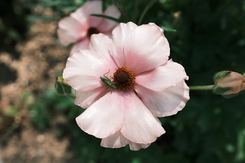 Free A pink flower with a green bug on it Stock Photo