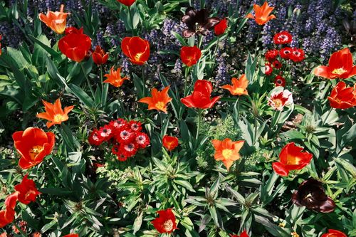 Free Colorful tulips in full bloom during spring in Hamamatsu, Japan, showcasing vibrant flowers. Stock Photo