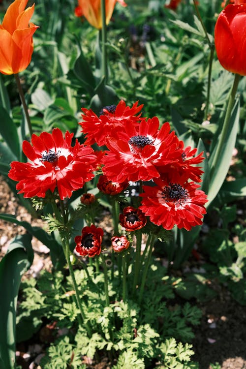 bitki, Çiçekler, dikey atış içeren Ücretsiz stok fotoğraf