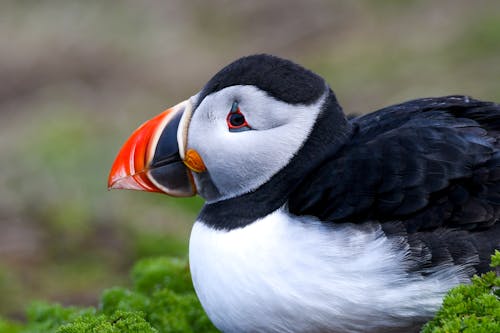 A bird with a black and white beak