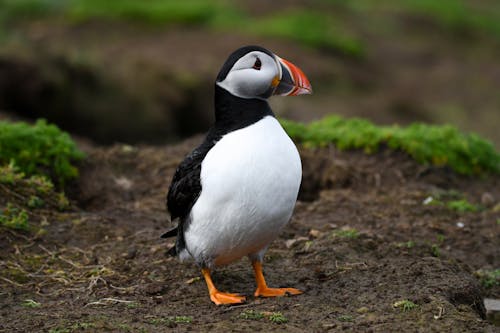 Ilmainen kuvapankkikuva tunnisteilla atlantin puffin, eläin, lähikuva