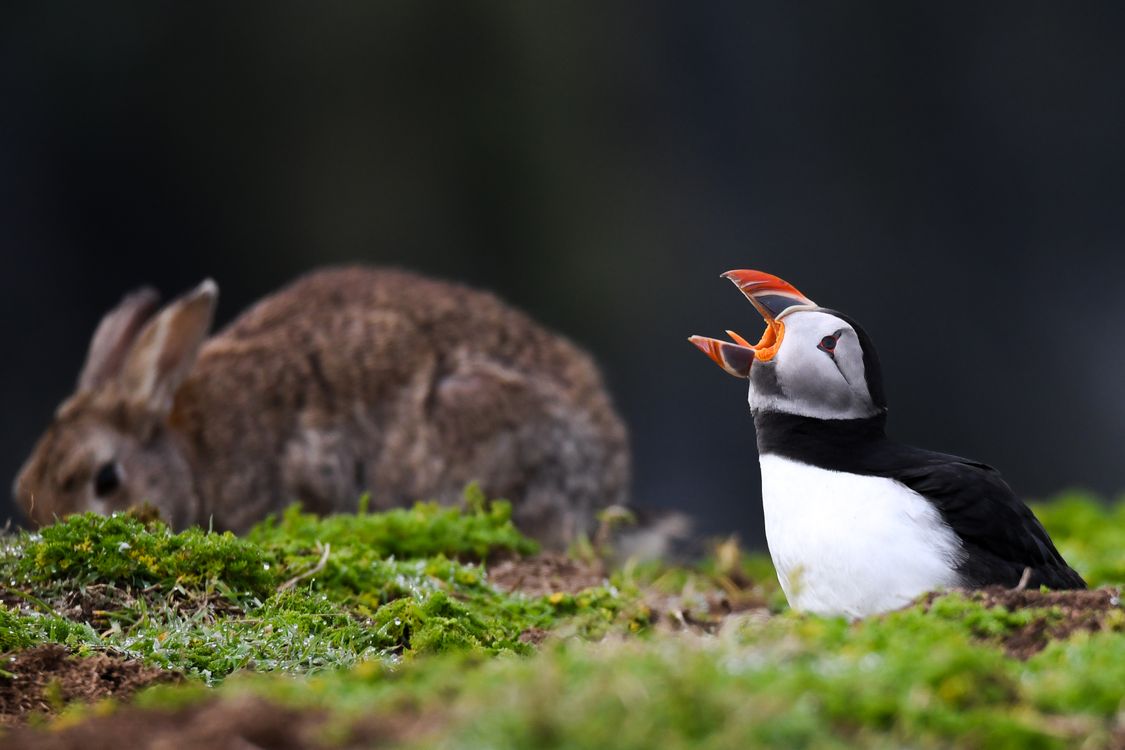 Atlantic Puffin and a Domestic Rabbit · Free Stock Photo