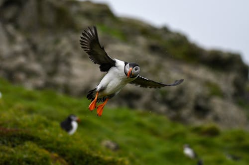 A puffin flying over a grassy hill