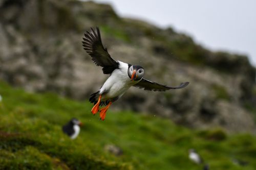 Free Atlantic puffin in flight over lush Welsh landscape. Stock Photo
