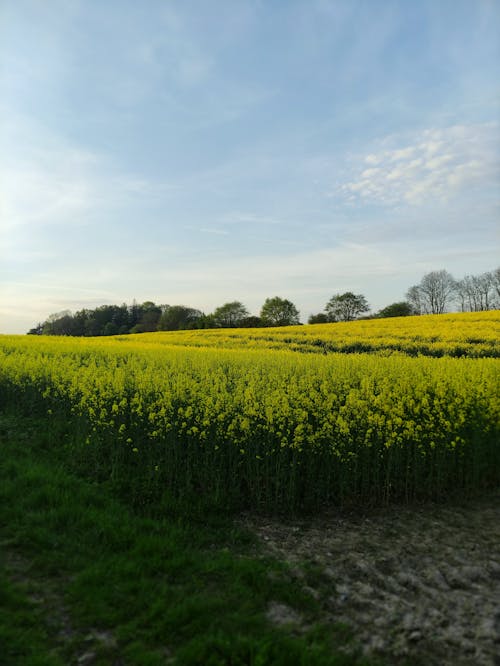 Foto d'estoc gratuïta de agricultura, camp, canola