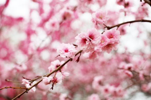 Pink Spring Flowers in Bloom