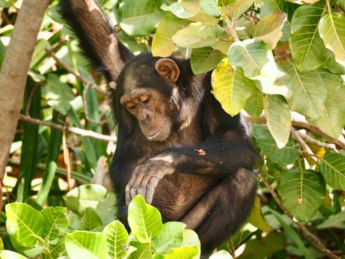 Free A peaceful chimpanzee lounging in vibrant greenery, showcasing wildlife in nature. Stock Photo