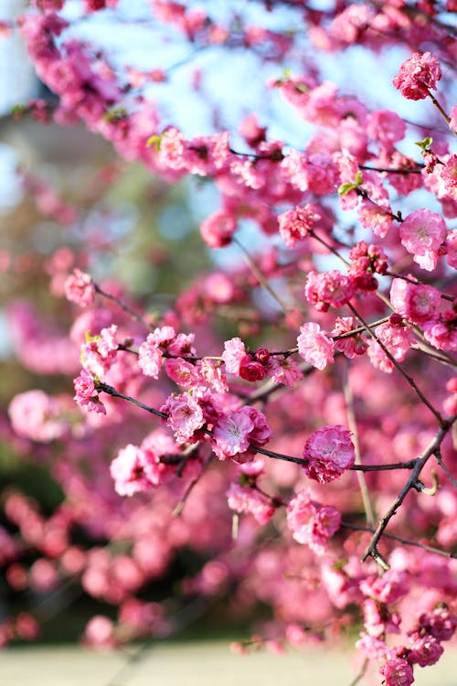 Pink Spring Flowers in Bloom