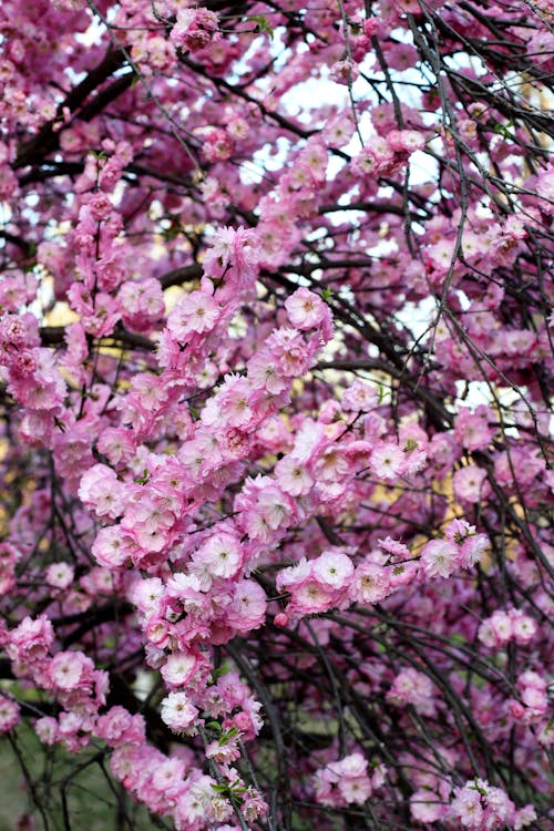 Pink Spring Flowers in Bloom