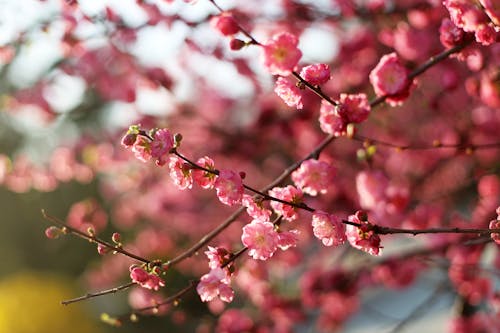 Gratis arkivbilde med blomster, blomsterblad, busk