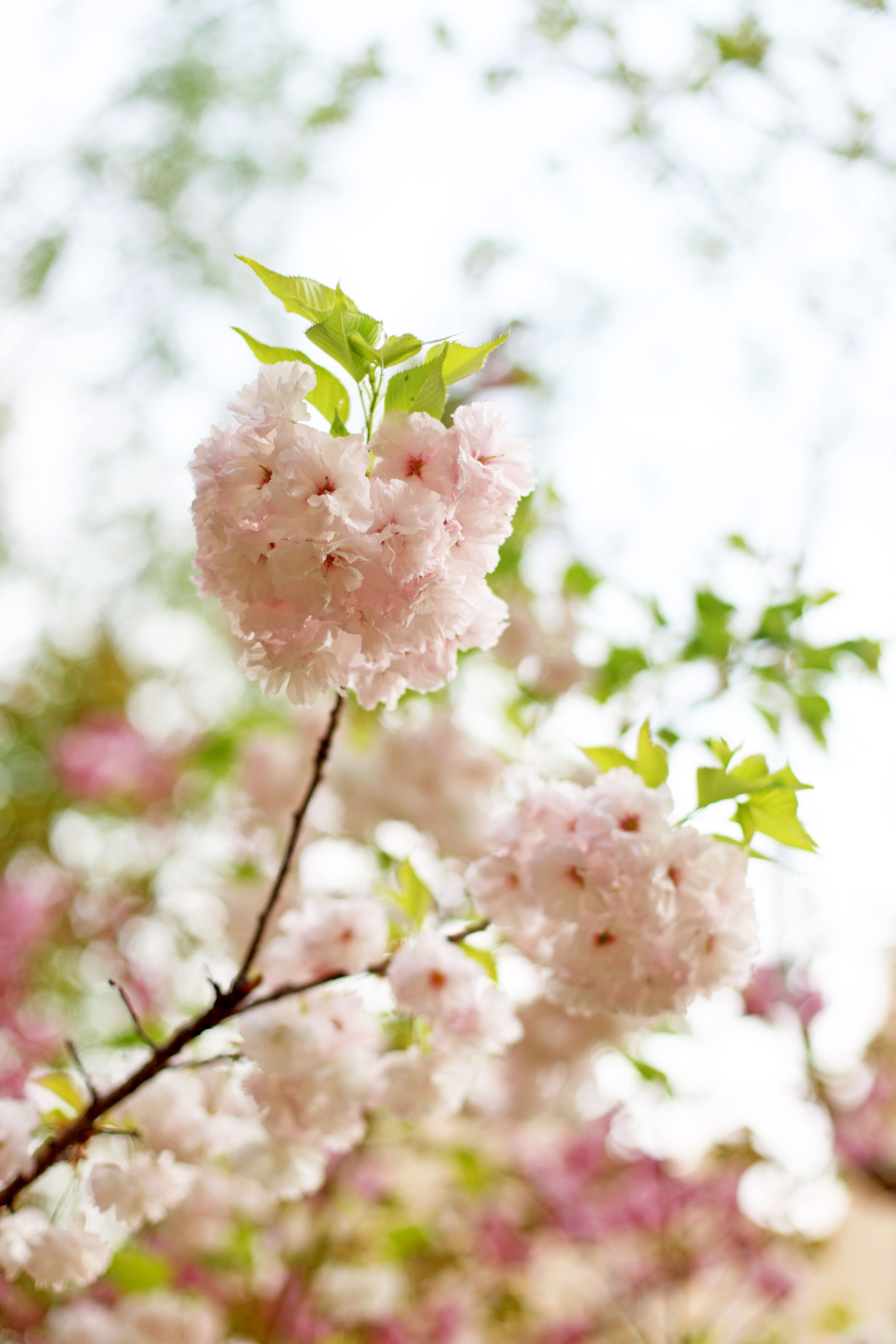 A Tree in Spring · Free Stock Photo