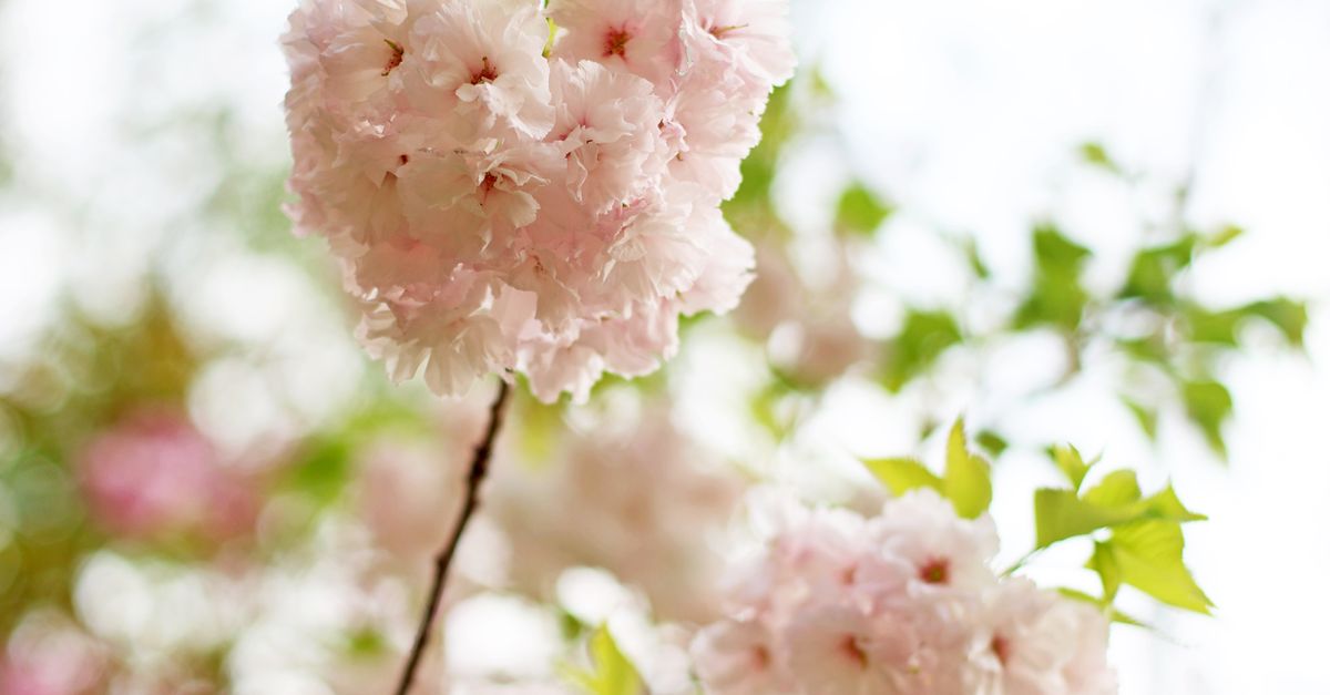 Spring Free Stock A Tree in Spring · Free Stock Photo