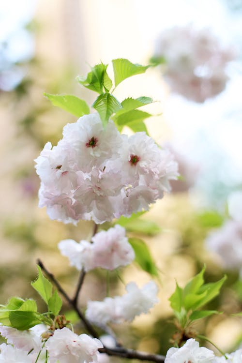 佳能, 優雅, 华丽的花朵 的 免费素材图片