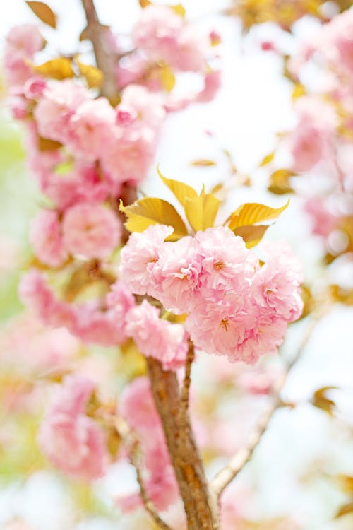 가지, 꽃, 분홍색의 무료 스톡 사진