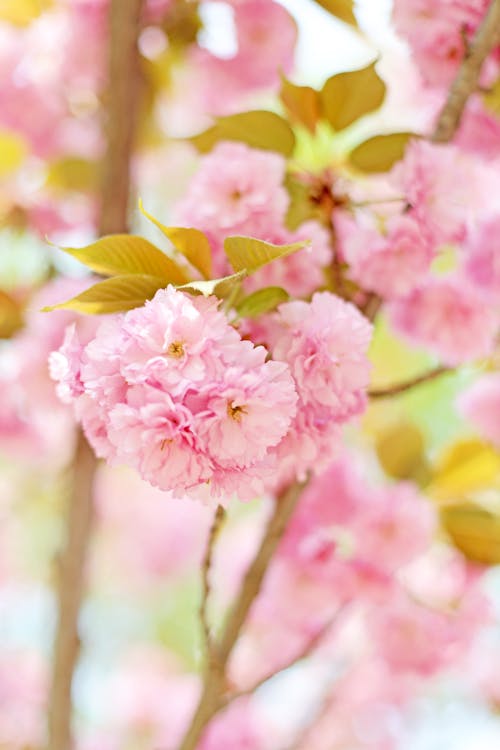 Pink Cherry Blossoms in Bloom in Spring