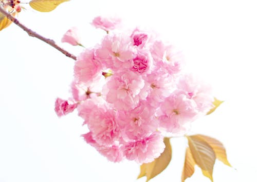bahar, Beyaz arka plan, çiçekler içeren Ücretsiz stok fotoğraf