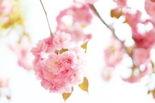 Základová fotografie zdarma na téma bílé pozadí, jaro, květy