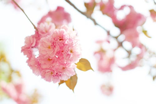 Pink Cherry Blossoms in Bloom in Spring