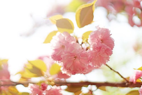 Pink Cherry Blossoms in Bloom in Spring