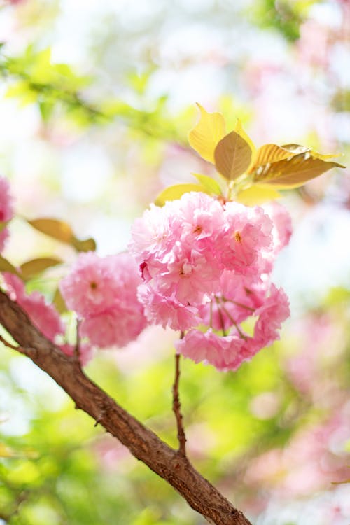Pink Cherry Blossoms in Bloom in Spring