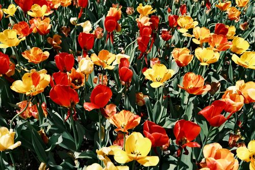 Free A colorful field of red and yellow tulips in full bloom in Hamamatsu, Japan. Stock Photo