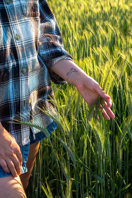 A woman in a plaid shirt is standing in a field of wheat