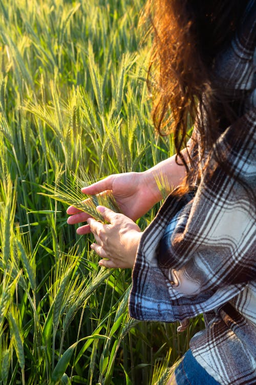 A woman is holding a wheat field in her hand